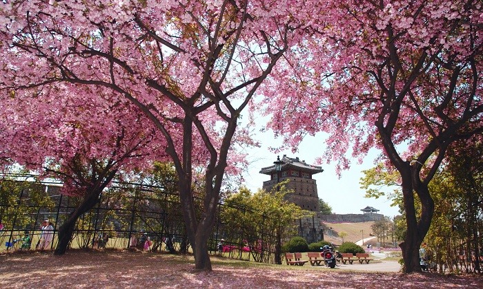 Mayıs ayında Güney Koreye gitmek için 10 neden! - Turizm Günlüğü