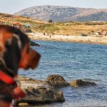 Gökçeada; Türkiye’nin Mavi Geleceğinin Simgesi Turizm cenneti Gökçeada'da hayvan katliamı sürüyor