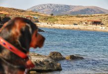 Gökçeada; Türkiye’nin Mavi Geleceğinin Simgesi Turizm cenneti Gökçeada'da hayvan katliamı sürüyor