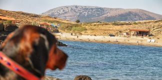 Gökçeada’nın Yıldız Koyu’nda imar tartışması Turizm cenneti Gökçeada'da hayvan katliamı sürüyor