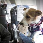 Köpeklerin kabinde uçması Japonya’da serbest