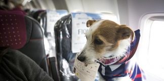 Köpeklerin kabinde uçması Japonya’da serbest