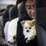 İşte otobüste evcil hayvanlarla seyahat etmenin kuralları