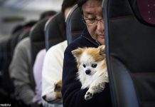 İşte otobüste evcil hayvanlarla seyahat etmenin kuralları