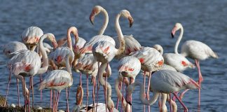 Egeli turizmciler endişelendi