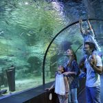 Dünyanın ilk iklim temalı akvaryumu ViaSea’da ilgi çekici operasyon!