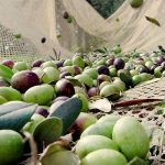 Zeytin de artık bir turizm ürünü, buyrun hasata!