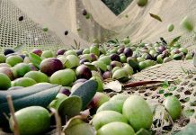 Zeytin de artık bir turizm ürünü, buyrun hasata!