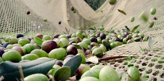 Zeytin de artık bir turizm ürünü, buyrun hasata!