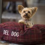 Fizyopet Köpek Oteli, köpekleri şımartma sözü veriyor