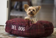 Hotels.com’dan köpek dostu oteller listesi