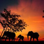 FEST’in Afrika Rotaları Güney Afrika'da M Çiçeği Vakası Tespit Edildi