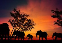 Güney Afrika’da M Çiçeği Vakası Tespit Edildi Güney Afrika'da M Çiçeği Vakası Tespit Edildi