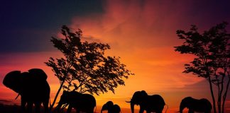 Güney Afrika’da M Çiçeği Vakası Tespit Edildi Güney Afrika'da M Çiçeği Vakası Tespit Edildi