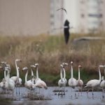 Flamingolar hala tehlikede! Tartışmalar devam ediyor…