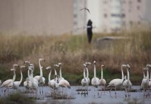 Van’daki Flamingo Alanı için kesin koruma kararı