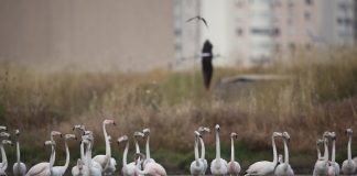 İzmir, flamingolar için ayakta!