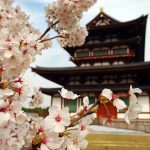Fest Travel, Japonya’yı sakura zamanında gezecek