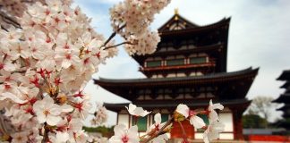 Fest Travel, Japonya’yı sakura zamanında gezecek