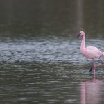 Gediz Deltası’nda Küçük Flamingo