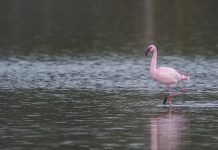 Gediz Deltası’nda Küçük Flamingo
