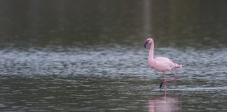 Gediz Deltası’nda Küçük Flamingo