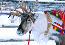 Yılbaşı tatiline hazır mısınız? İşte en popüler tur paketleri