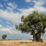 İşte 2017’de yaşanan iyi ve kötü çevre olayları