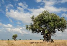 İşte 2017’de yaşanan iyi ve kötü çevre olayları