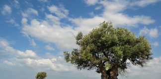 6 ildeki bazı bölgeler ‘kesin korunacak hassas alan’ ilan edildi