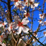 Badem diyarı Datça festivalle çiçeklendi Datça Badem Çiçeği Festivali