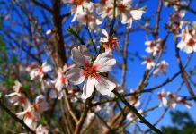 Badem diyarı Datça festivalle çiçeklendi Datça Badem Çiçeği Festivali