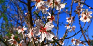 Badem diyarı Datça festivalle çiçeklendi Datça Badem Çiçeği Festivali