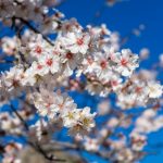 Datça Badem Çiçeği Festivali’yle turizmi hareketlendirmeye hazırlanıyor