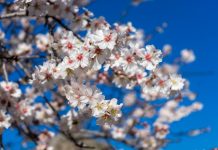 Datça Badem Çiçeği Festivali’yle turizmi hareketlendirmeye hazırlanıyor