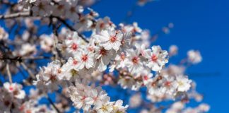 Datça Badem Çiçeği Festivali’yle turizmi hareketlendirmeye hazırlanıyor