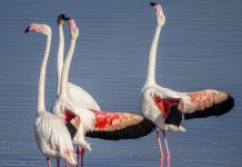 Flamingoların dansı İzmirlileri hayran bıraktı