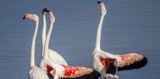 Flamingoların dansı İzmirlileri hayran bıraktı