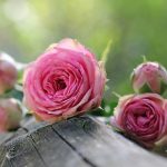 Gülsha ile güllerin diyarında seyahat