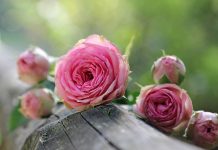 Gülsha ile güllerin diyarında seyahat