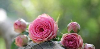 Gülsha ile güllerin diyarında seyahat