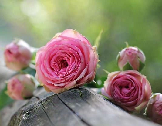 Gülsha ile güllerin diyarında seyahat