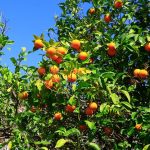 Portakal Çiçeği Karnavalı otel doluluklarını ikiye katladı