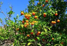 Portakal Çiçeği Karnavalı otel doluluklarını ikiye katladı