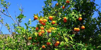 Portakal Çiçeği Karnavalı otel doluluklarını ikiye katladı