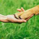 Türkiye’nin ilk Patifest’i için Murat Reis Ayvalık’tan özel indirim