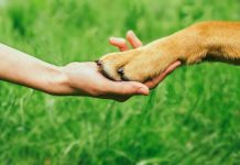 Türkiye’nin ilk Patifest’i için Murat Reis Ayvalık’tan özel indirim