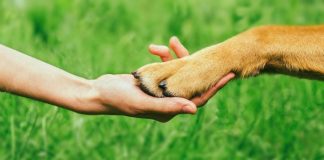 Türkiye’nin ilk Patifest’i için Murat Reis Ayvalık’tan özel indirim