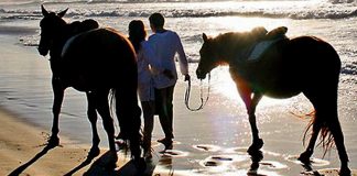 Ekşisözlük’te caretta carettaları yok sayan turizm anlayışına isyan!