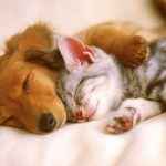 #Evdekal sürecinde hayvan dostlarınız bakın ne diyor? Hayvan Katliamı Yasası Türkiye Turizm Sektörünü Tehdit Ediyor